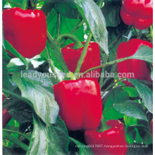 SP08 Hongxing no.2 quality bell pepper seeds, red sweet pepper seeds for sale